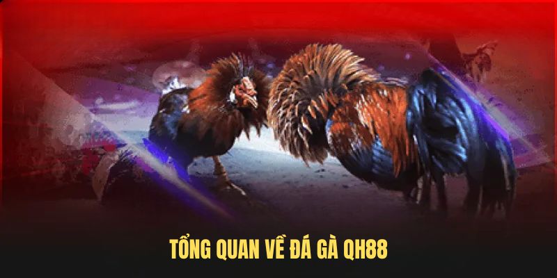 Tổng quan về đá gà QH88