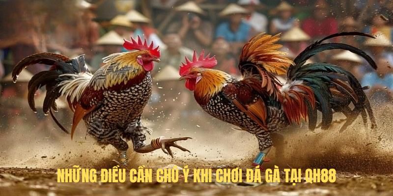 Những điều cần chú ý khi chơi đá gà tại QH88